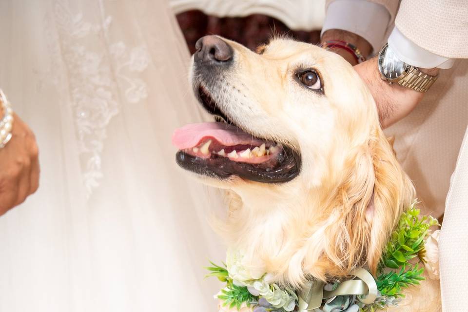 Ring bearer