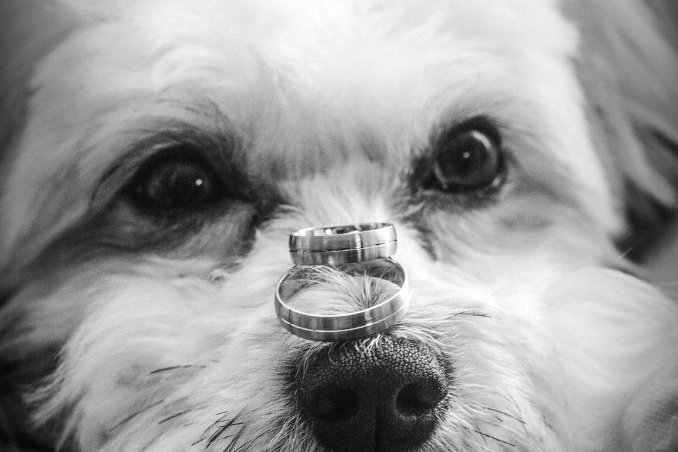 Wedding ring bearer