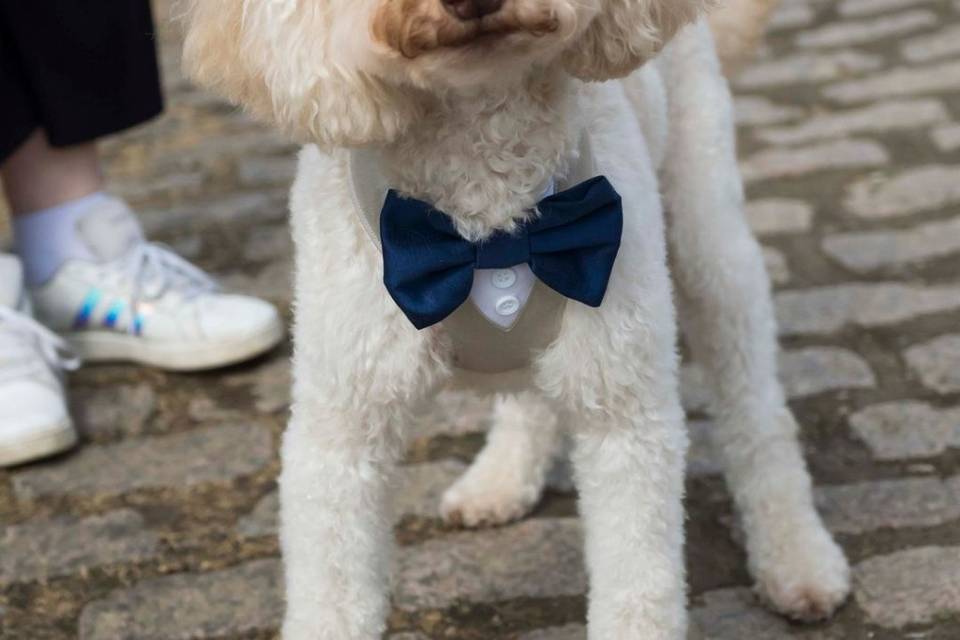 Doggy wedding day