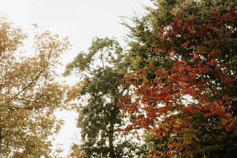 Autumnal 1