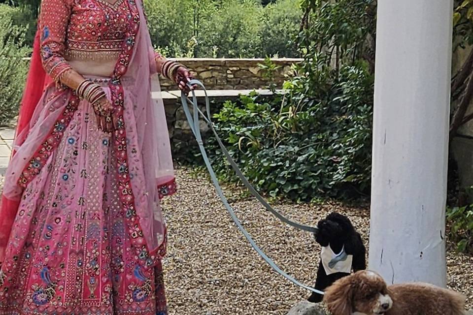 Bride and dogs