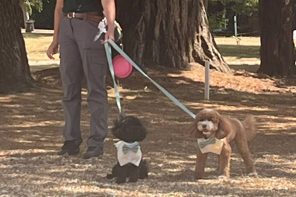 The Surrey Hills Pet Minder