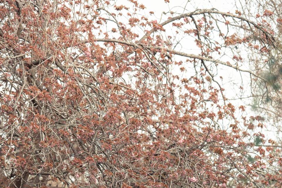 Kandid Kane Photography