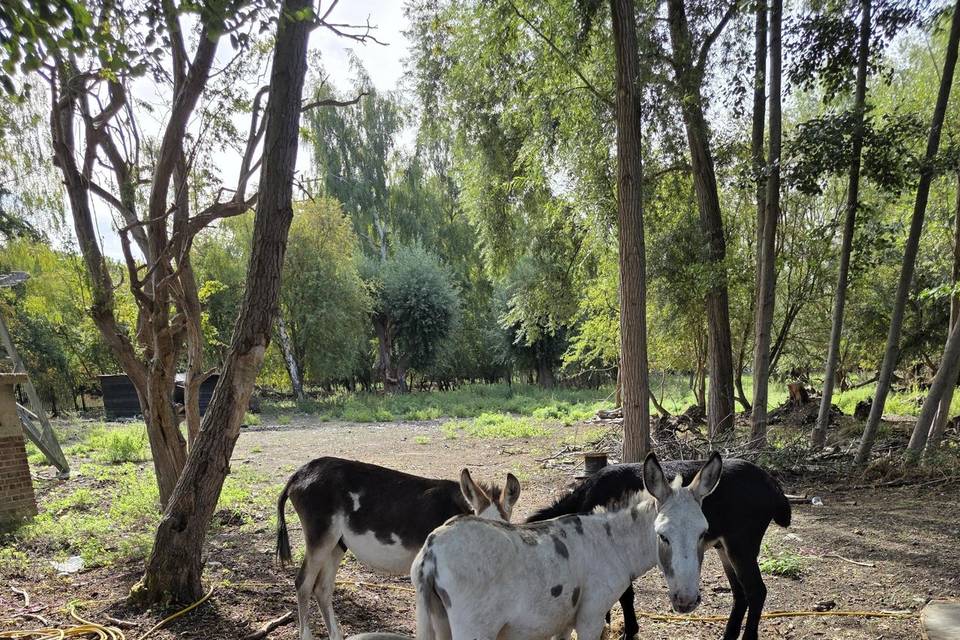 Goats and donkeys