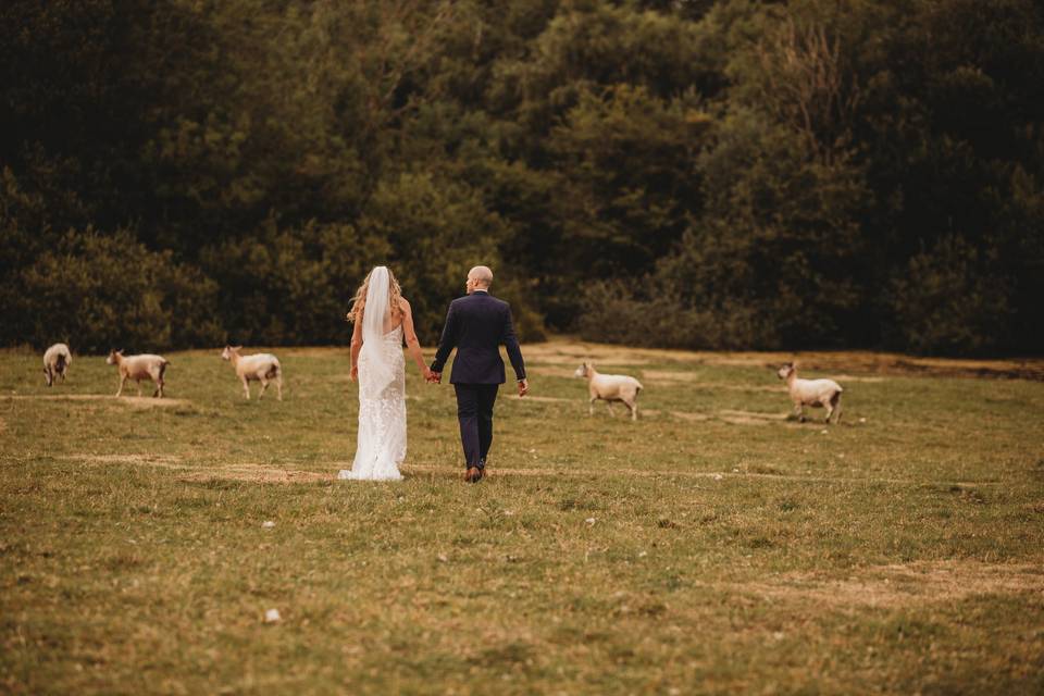 Sheep