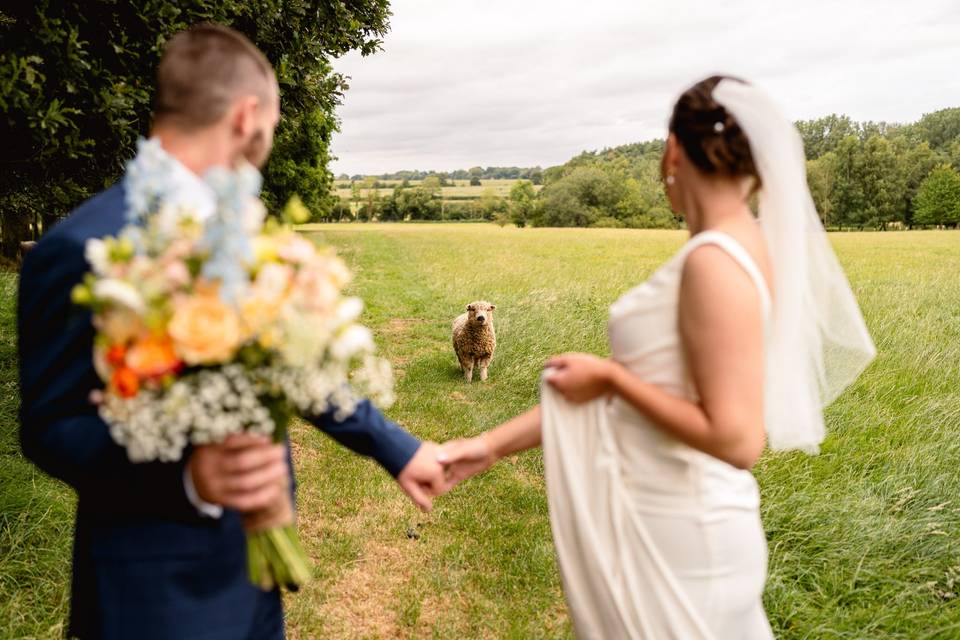 Sheep