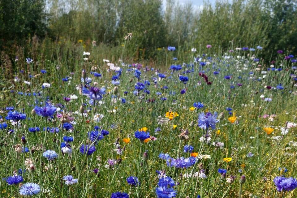 Wildflowers around lochnest