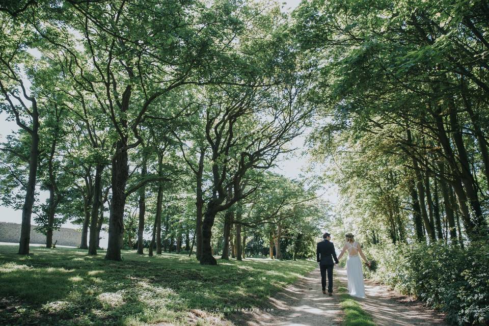 The sycamore driveway