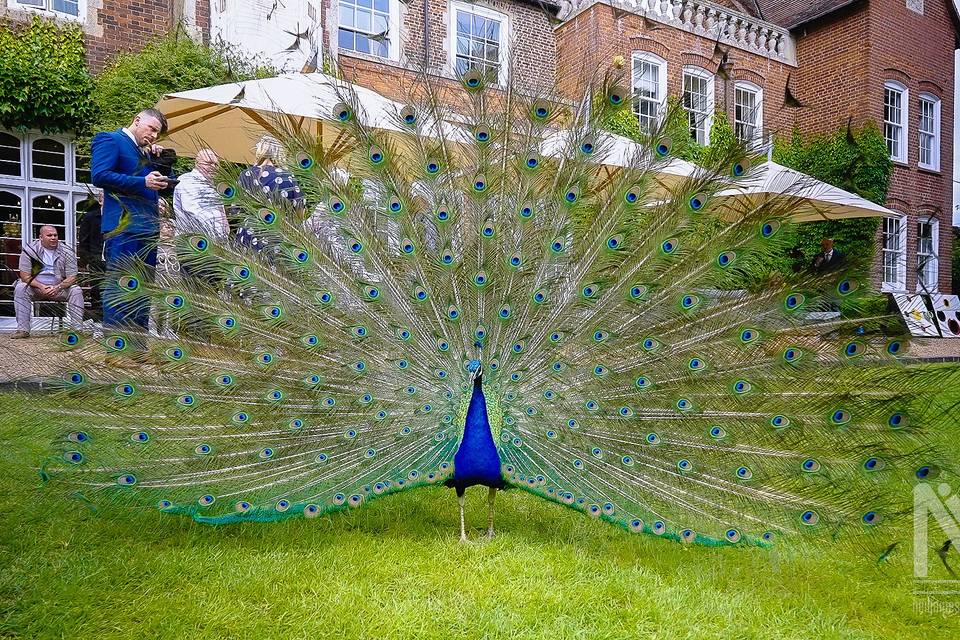 Peacock - Hockwold Hall