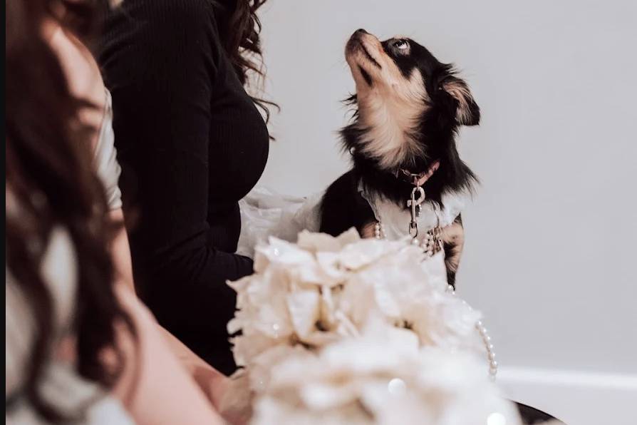 We love being with your dogs