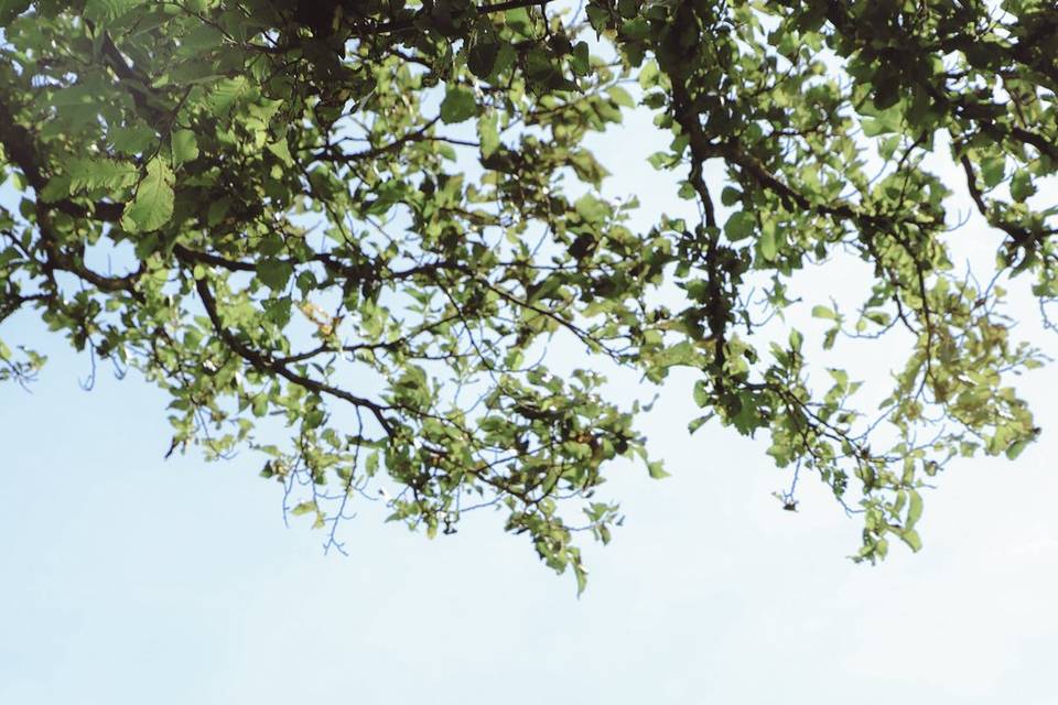 Kissing under the tree