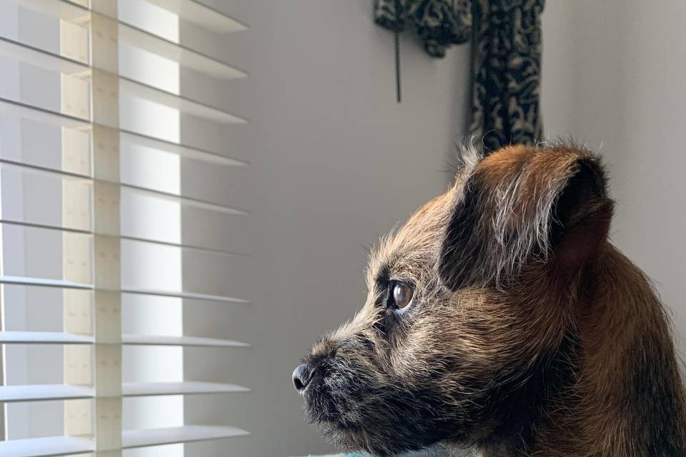 Bertie