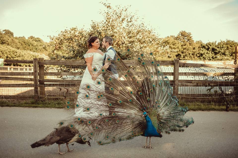 Peacocks