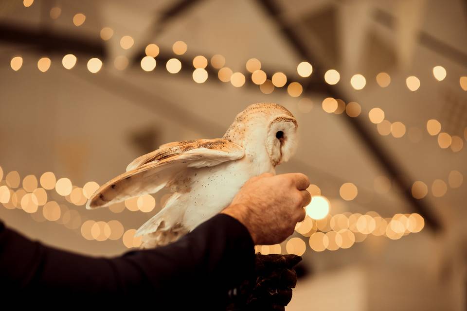 Owl delivering rings