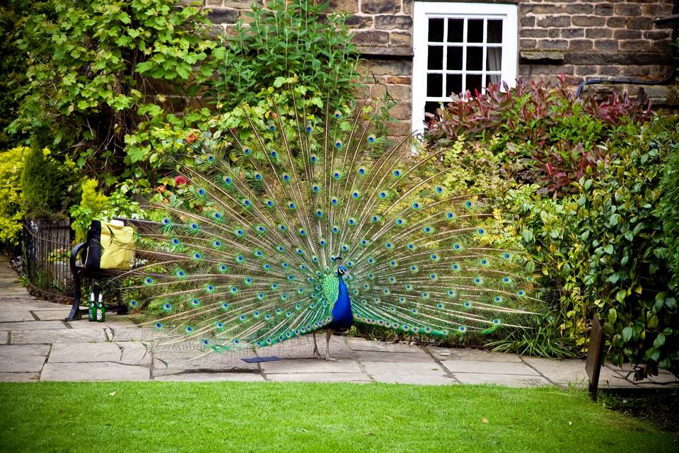 Paddy The Peacock