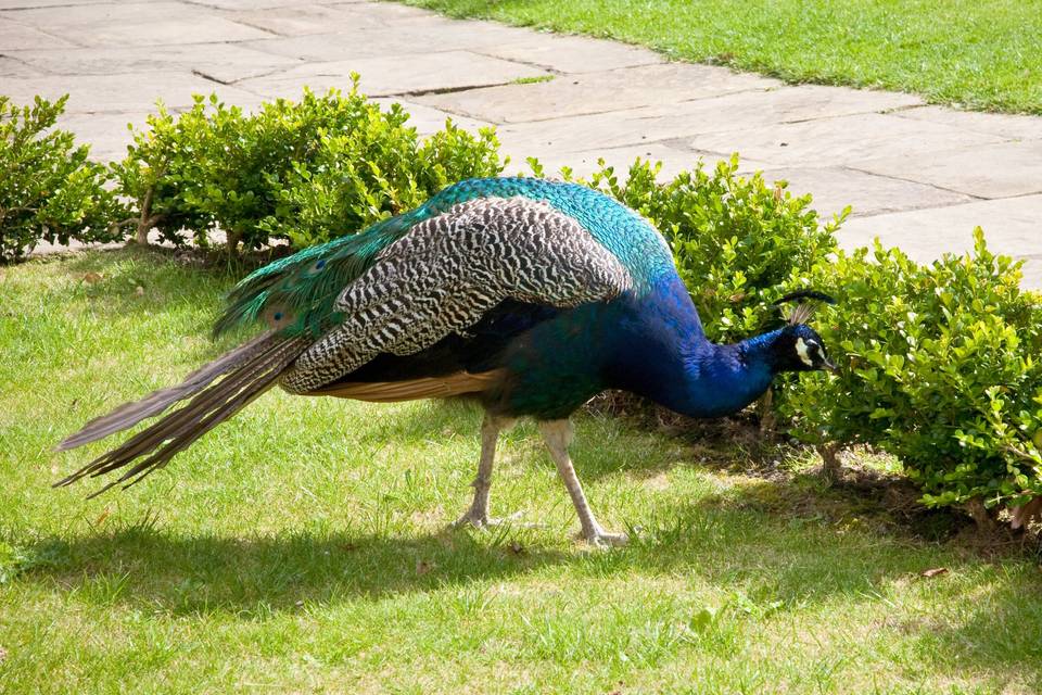 Paddy The Peacock