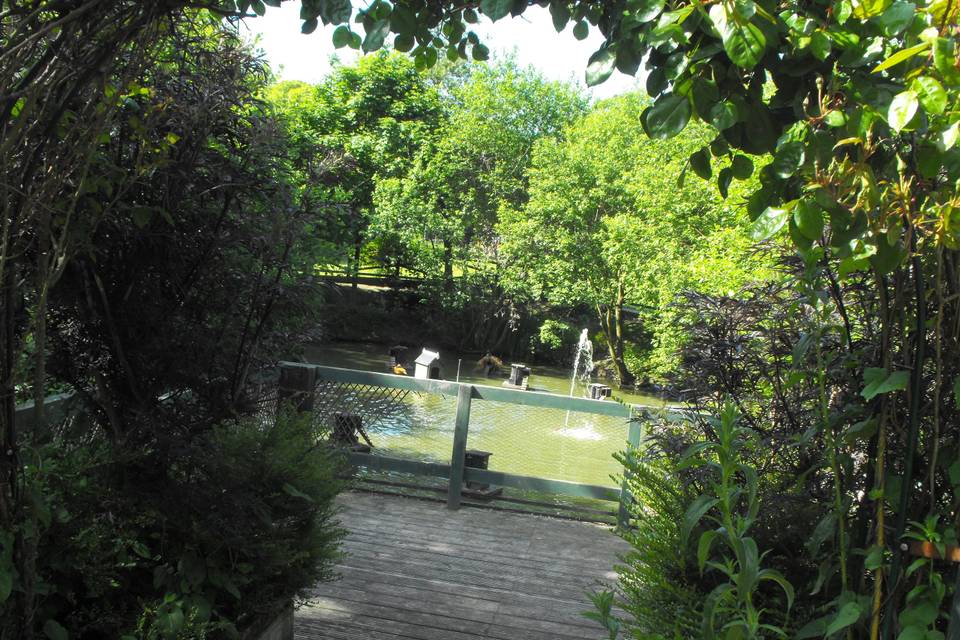 Pond and decked area
