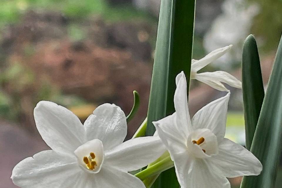 Upsidedowninaflowerbed