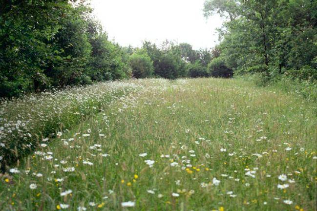 Wild Flower Meadow