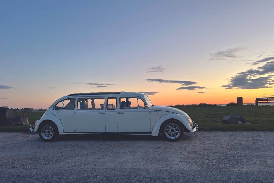 Daisy, stretched limo Beetle