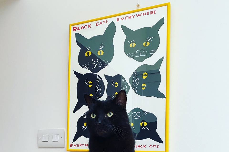 My cat Lonny