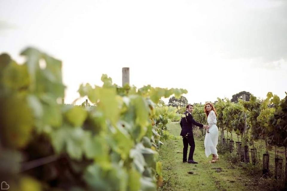 Vineyard backdrop