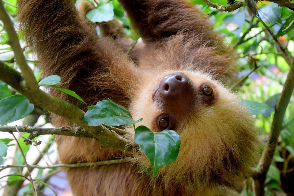 Sloth spotting, Costa Rica