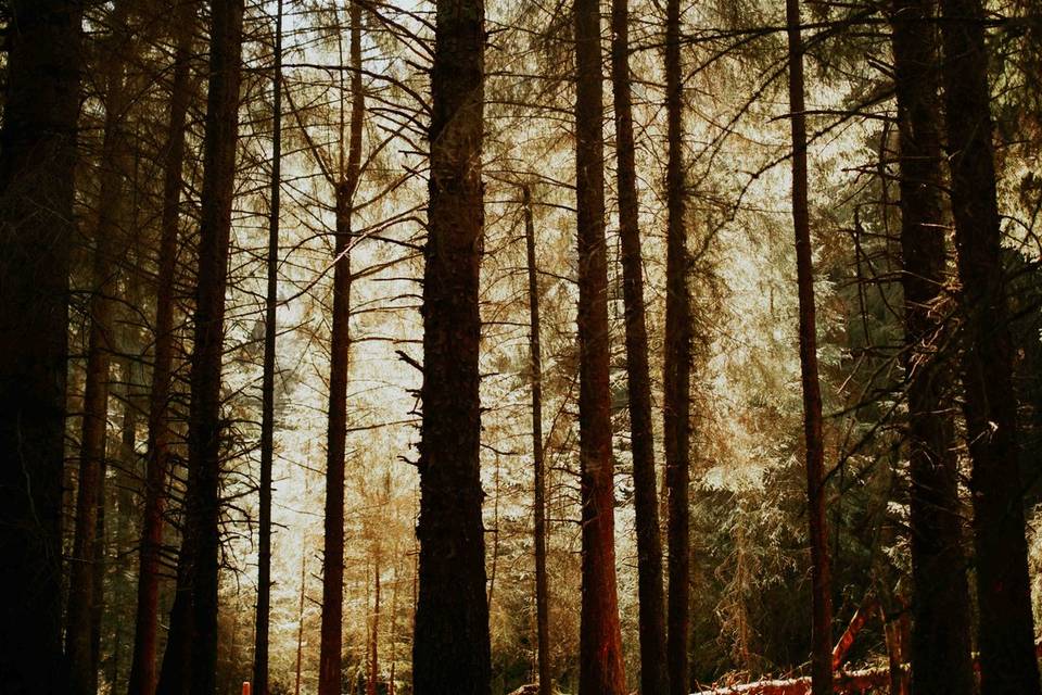 Forest Elopement