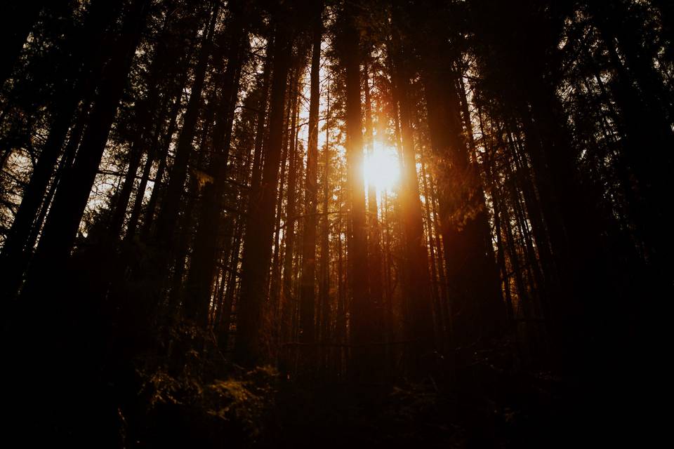 Forest Elopement