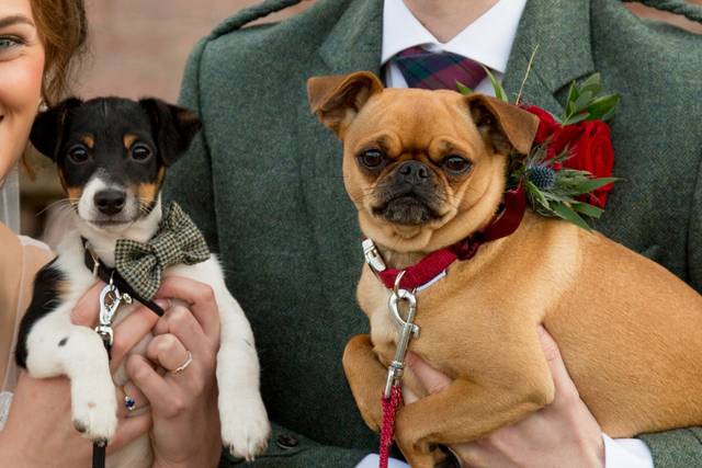 White Paw Weddings