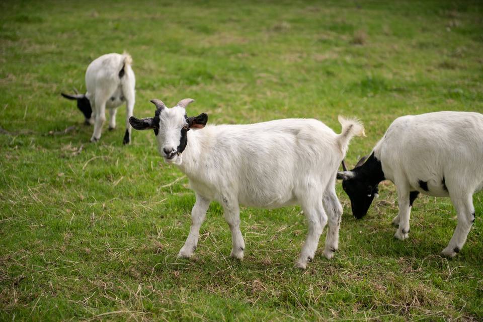 Goats