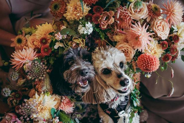 Bark Boss Wedding Dog Chaperone