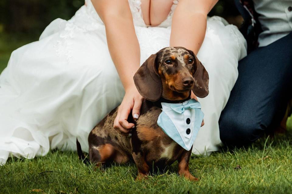 Every wedding needs a dog