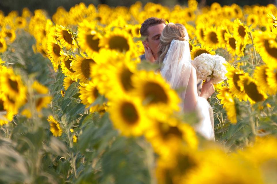 Tuscany sunflower field