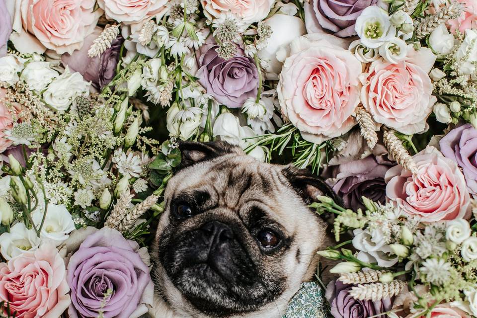 Wedding dog