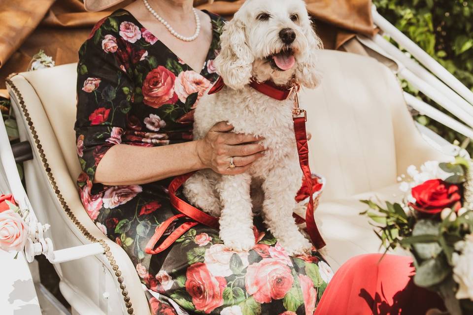 Wedding dog