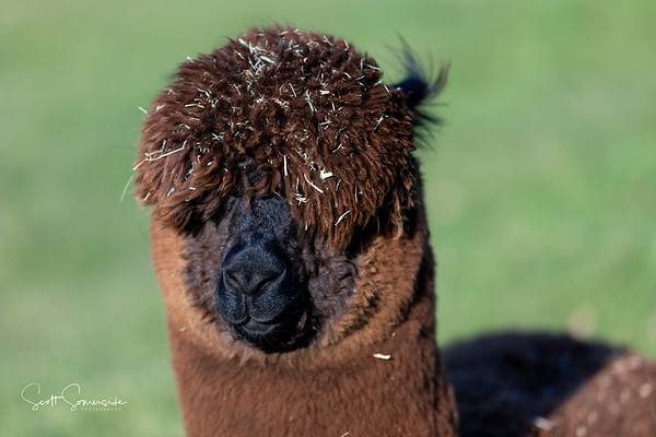 Singleton alpacas