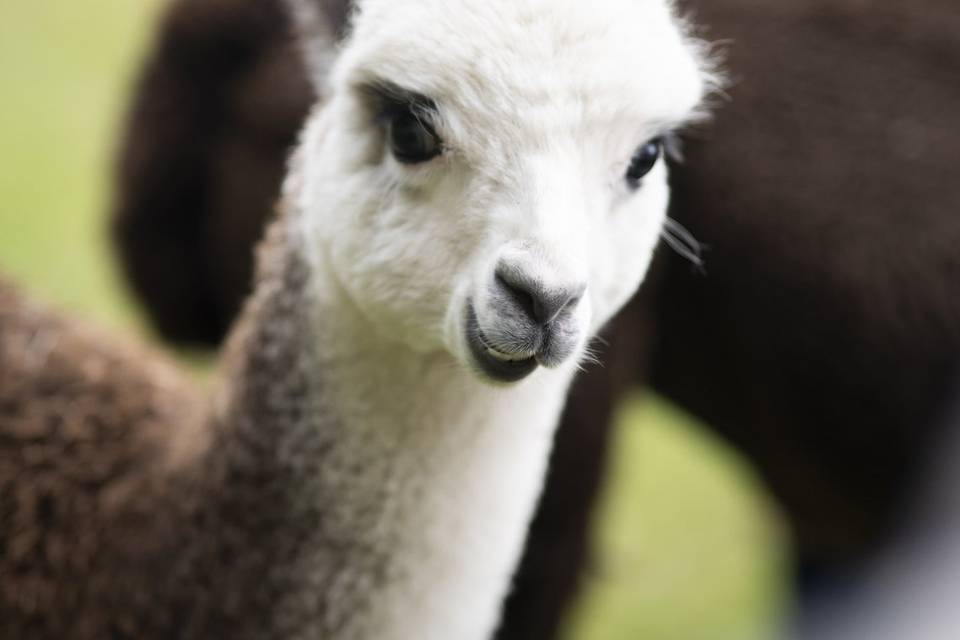 Alpaca