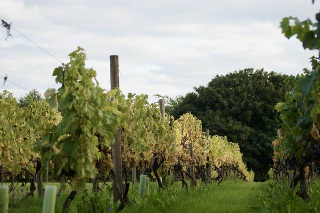 The vineyard