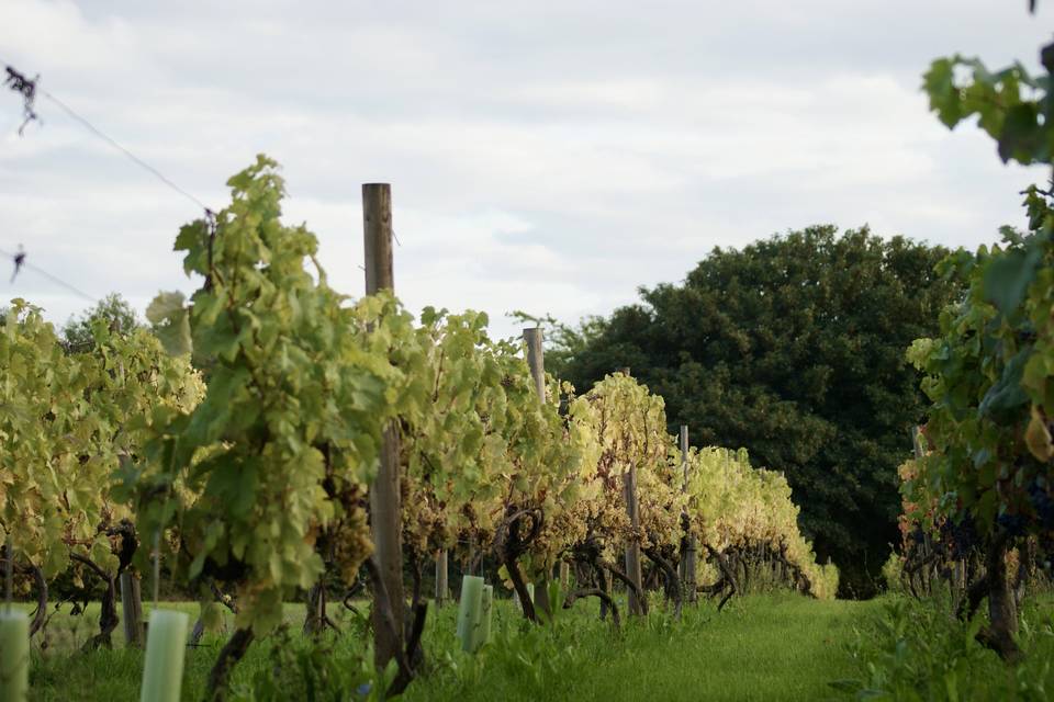 The vineyard