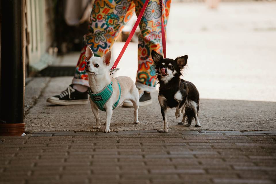 Dog Friendly - Jordan Eva