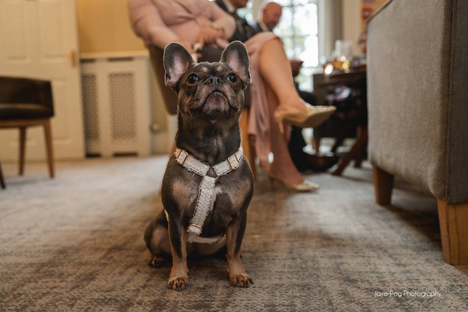 Dog friendly venue