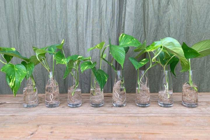 Hydroponic Pothos