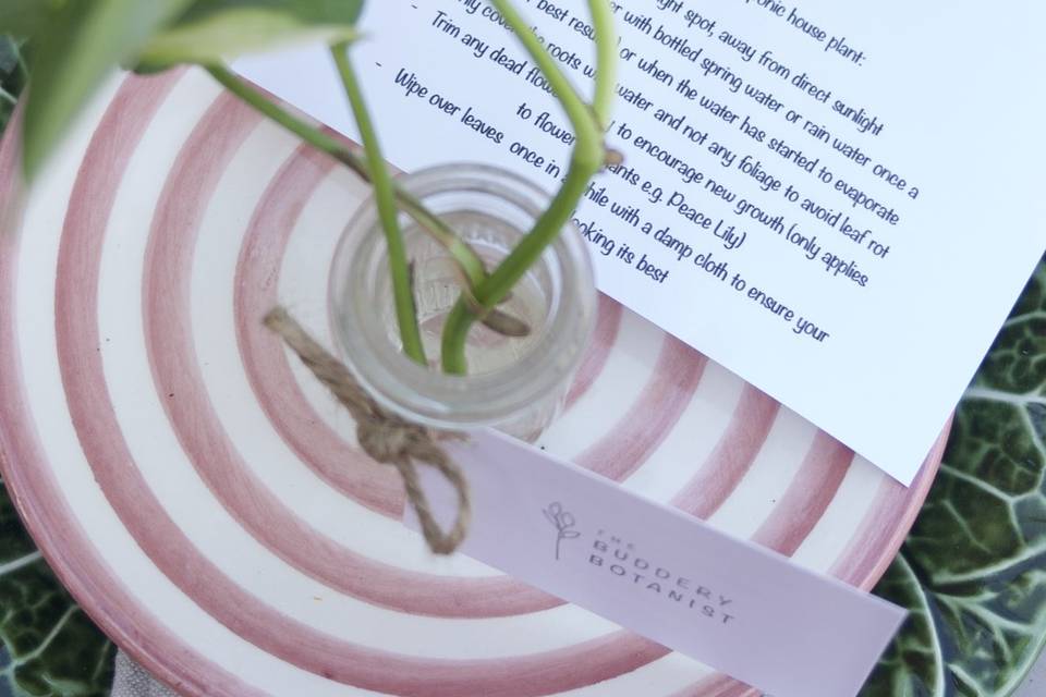 Hydroponic tablescape closeup