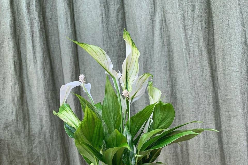 Hydroponic Peace Lily