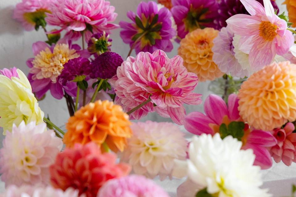 Cornish Dahlias