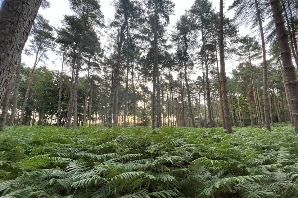 Huge ferns surround us