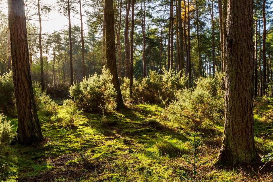 Beautiful forests