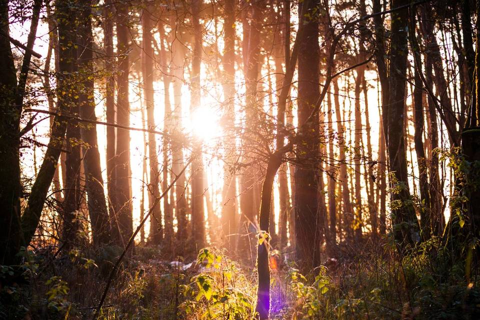 Surrounded by ancient woodland