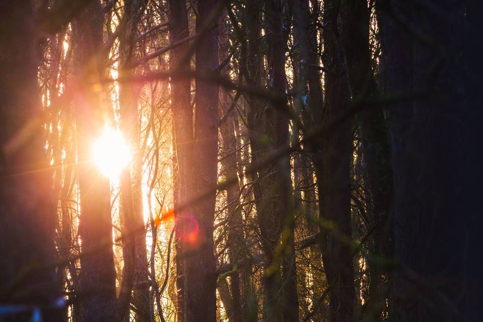 Dappled light through trees